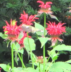 hummingbird hoverin near bee balm 6.2012
