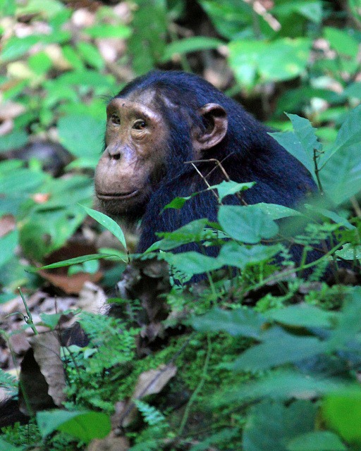 [A%2520Wild-Chimp-in-Kyambura-Gorge%255B3%255D.jpg]
