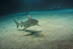 IMG_3049 IMG_3049