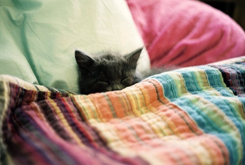 animal,cats,animals,cute,kitty,sleep-c292c7110587eb2335e93836282b81c3_h_large