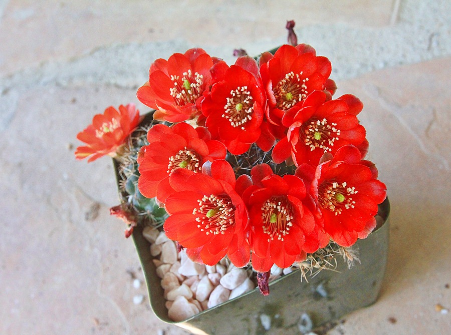 [120530_Rebuta-haugeana_0911.jpg]