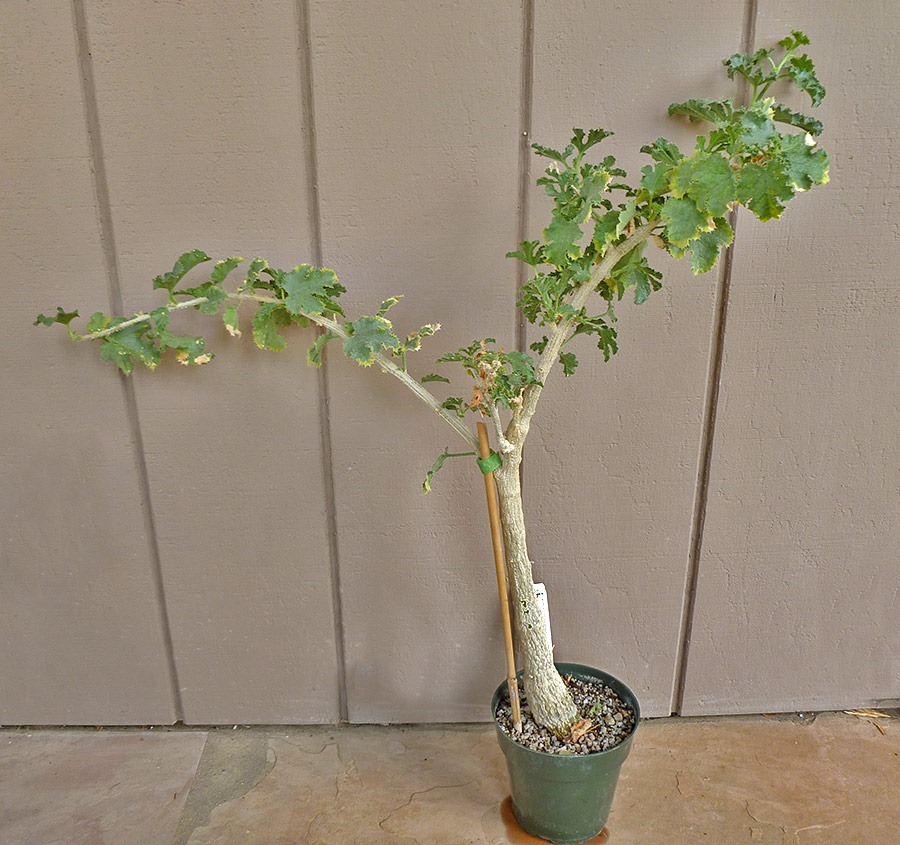 [110925_Dendrosicyos-socotrana_041.jpg]