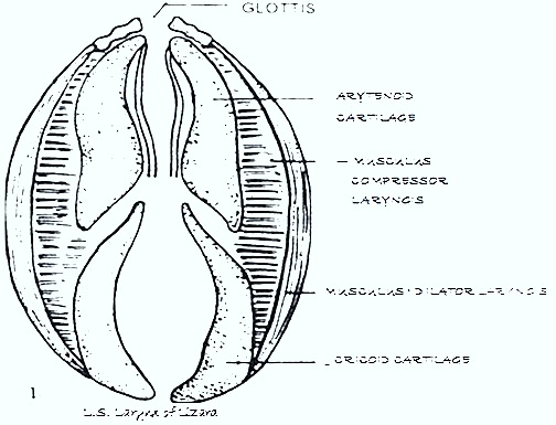 reptiles-respiration-larynx reptiles-respiration-larynx