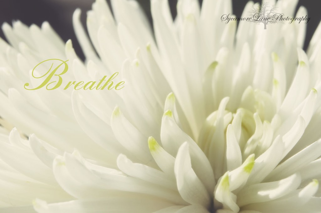 [Breathe-1-web-SycamoreLane%2520Photography%255B11%255D.jpg]