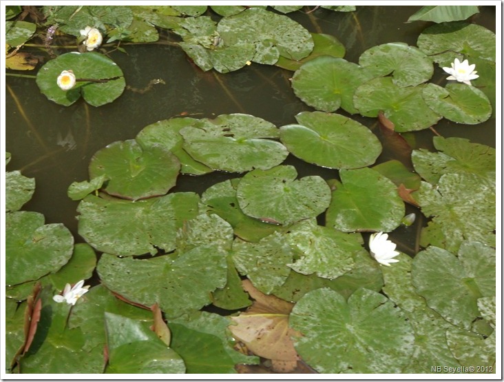 SAM_2376 Water Lilies