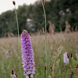 IMG_1617.JPG