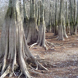 Fergusons Landing. You can see the water mark on the trees.