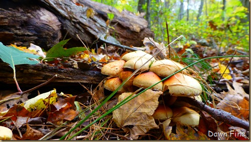 mushrooms_018