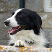 Fete 2010 Dog Show Spectator.jpg