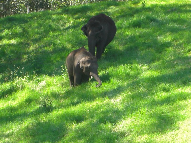 [Munnar%2520Wild%2520Elephants%255B2%255D.jpg]