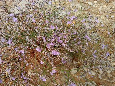 Limonium ibericum