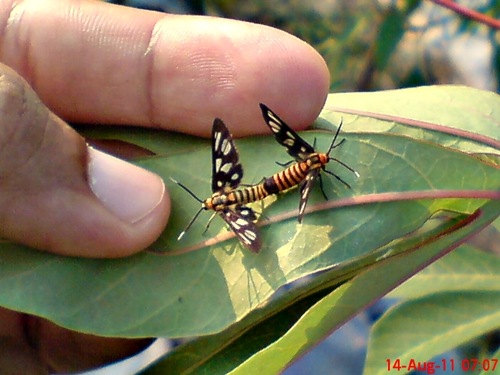 Amata huebneri_wasp moth_mating