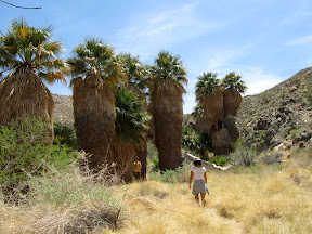 Our approach to the Carrizo Palms.