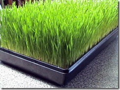 wheatgrass