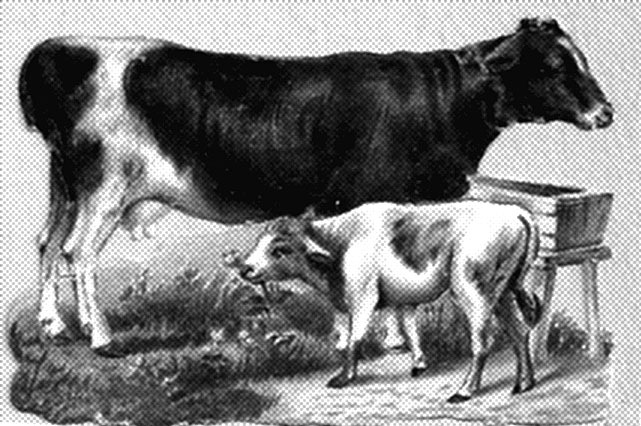 [cows2%255B6%255D.jpg]