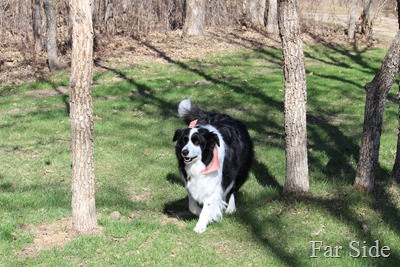 Handsome dog