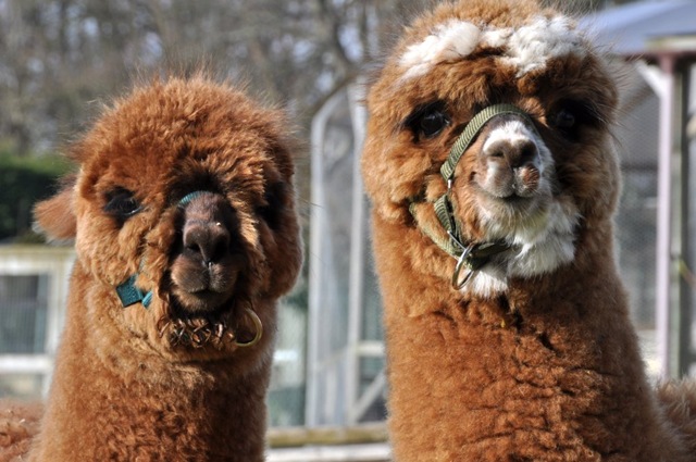 [The%25202%2520boys%2520%2520March%252010%2520DSC_0147%255B13%255D.jpg]