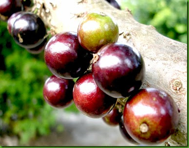 Jabuticaba Hibrida