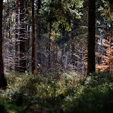 Elm