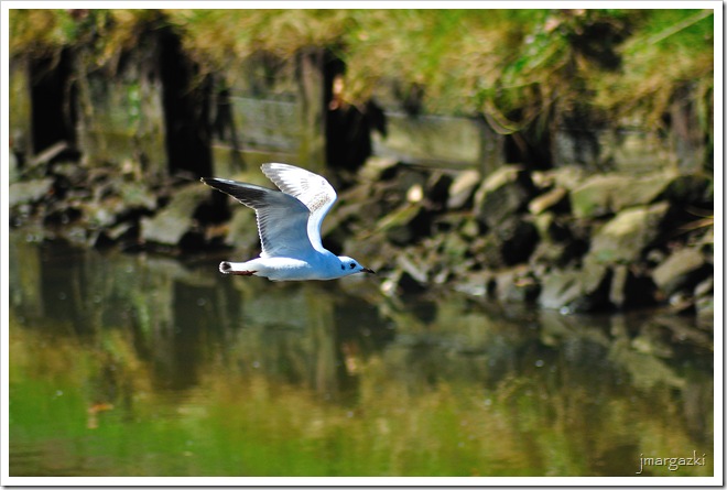 DSC_7068 DSC_7068