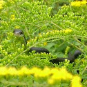 Eastern Black Rat Snake