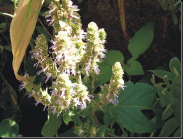 pachuli