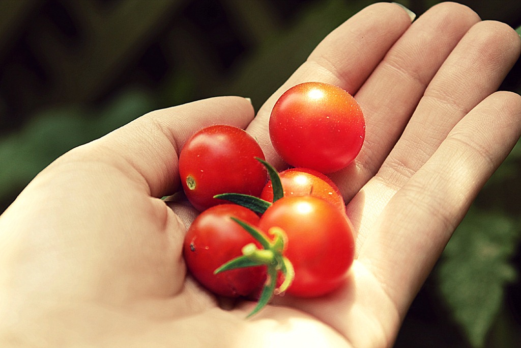 [tomatoes%255B5%255D.jpg]