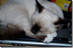 catcomputer9