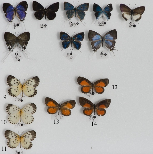 Quelques Lycaenidae d'Ebogo (avril 2013). 1. Oxylides faunus camerunica. 2. Liptena despecta. 3. Hypolycaena naara. 4. H. dubia. 5. Phlyaria cyara cyara. 6. Hypolycaena nigra. 7. Paradendorix nyanzana. 8. Iolaus gemmarius. 9 & 11. Pentila camerunica. 10. P. maculata pardalena. 12, 13 & 14. Mimeresia libentina. Coll. et photo : C. Basset