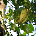 Cuchampera