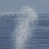 Finback whale blow