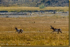 Pronghorn (Antilocapra americana)