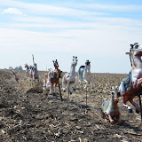 "Cornfield Horses" - copyright David Thompson