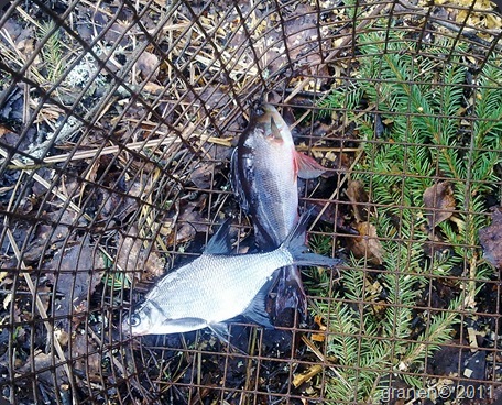 Småfisk. 19102011109