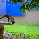Racoon