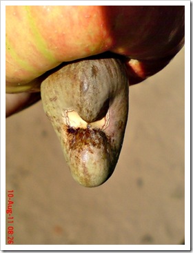 biji Jambu monyet atau jambu mede (Anacardium occidentale)