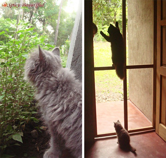[Cats-Outdoors%255B13%255D.jpg]