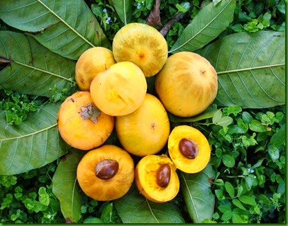 Ross Sapote Bill Whitman by Carlos Velazco Ross Sapote Bill Whitman by Carlos Velazco