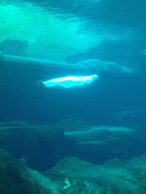 beluga