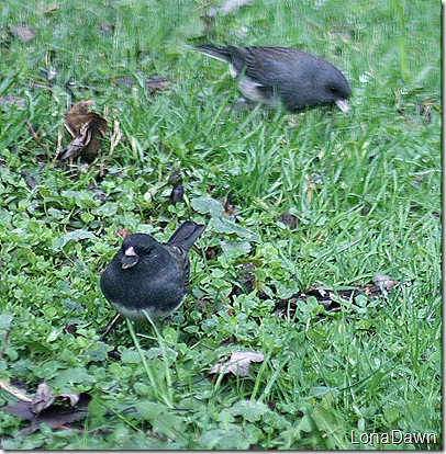 Junco