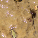 Chitons