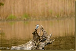 Belted Kingfisher (Megaceryle alcyon)