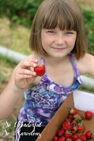 Strawberry Picking 2