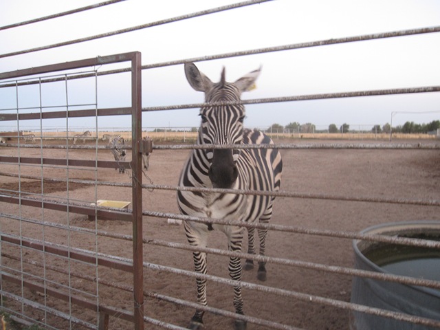 [IMG_8620%255B2%255D.jpg]