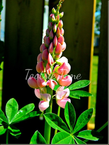 BeFunky_016.jpg BeFunky_016.jpg