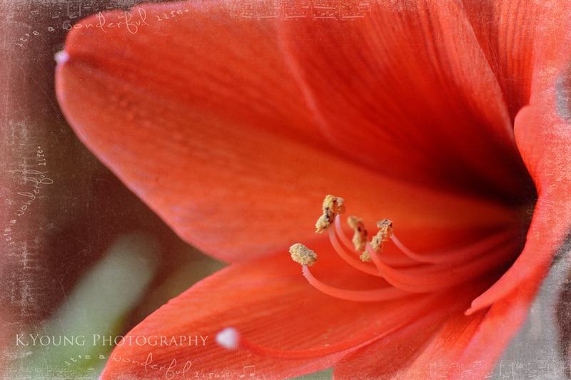 [DSC_2548-copy-25.jpg]