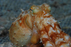 DSC_0537.jpg
