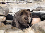 denver_zoo