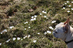 And look at all of these white crocus.  I like that Martha has flowers growing in the lawn.  It's kind of unexpected!