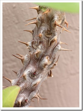 111003_Euphorbia-millii_02